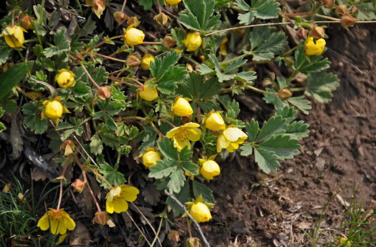 Изображение особи Potentilla incana.