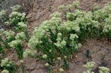 Cardaria draba