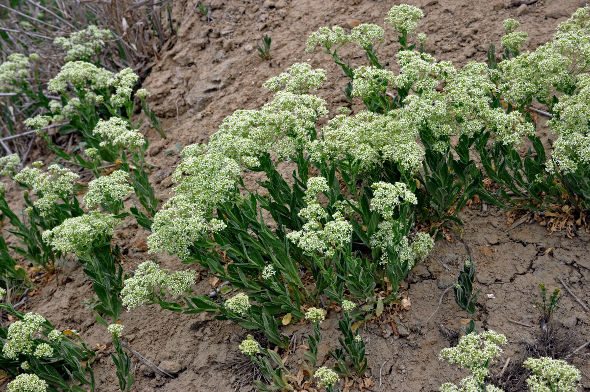 Image of Cardaria draba specimen.