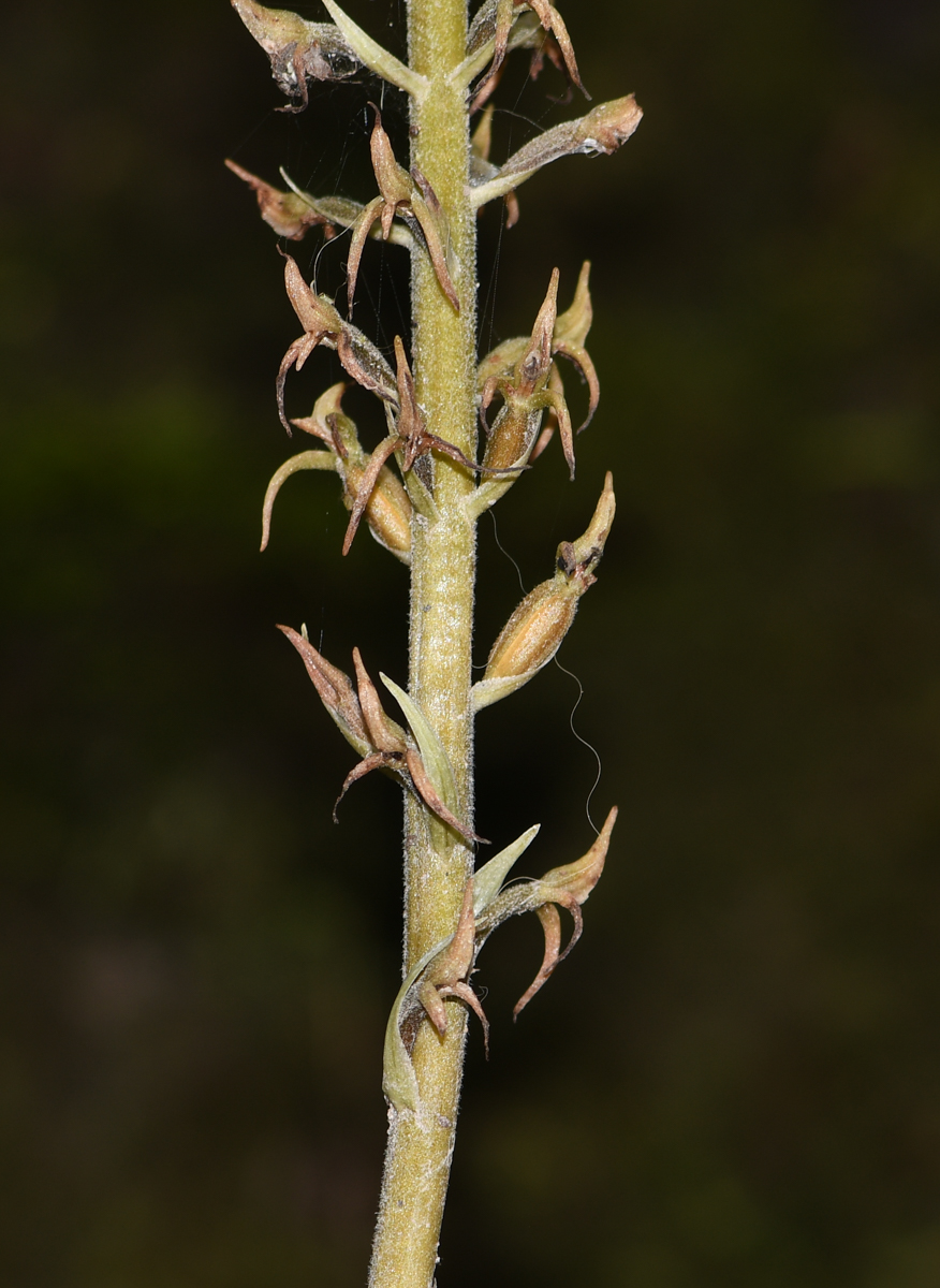 Image of familia Orchidaceae specimen.