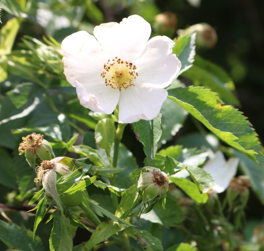 Image of Rosa floribunda specimen.