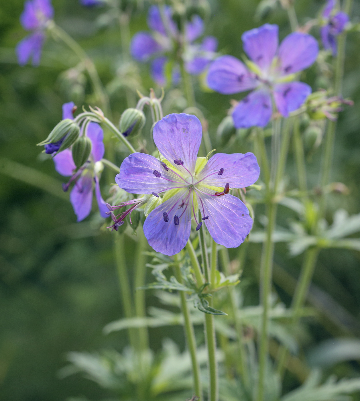 Image of Geranium pratense specimen.