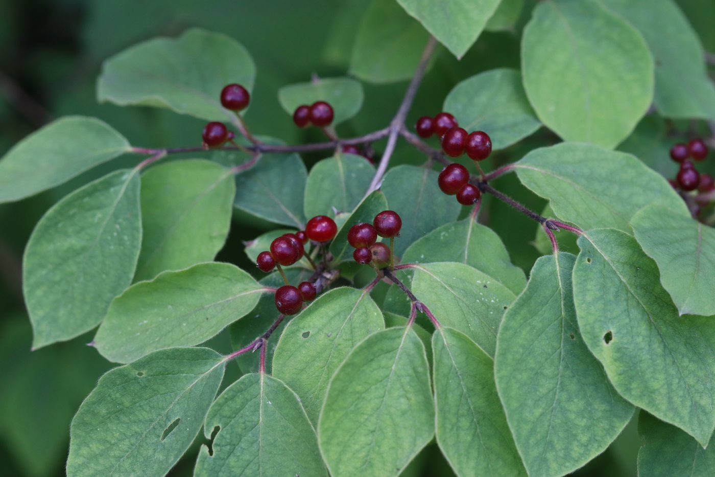 Изображение особи Lonicera xylosteum.