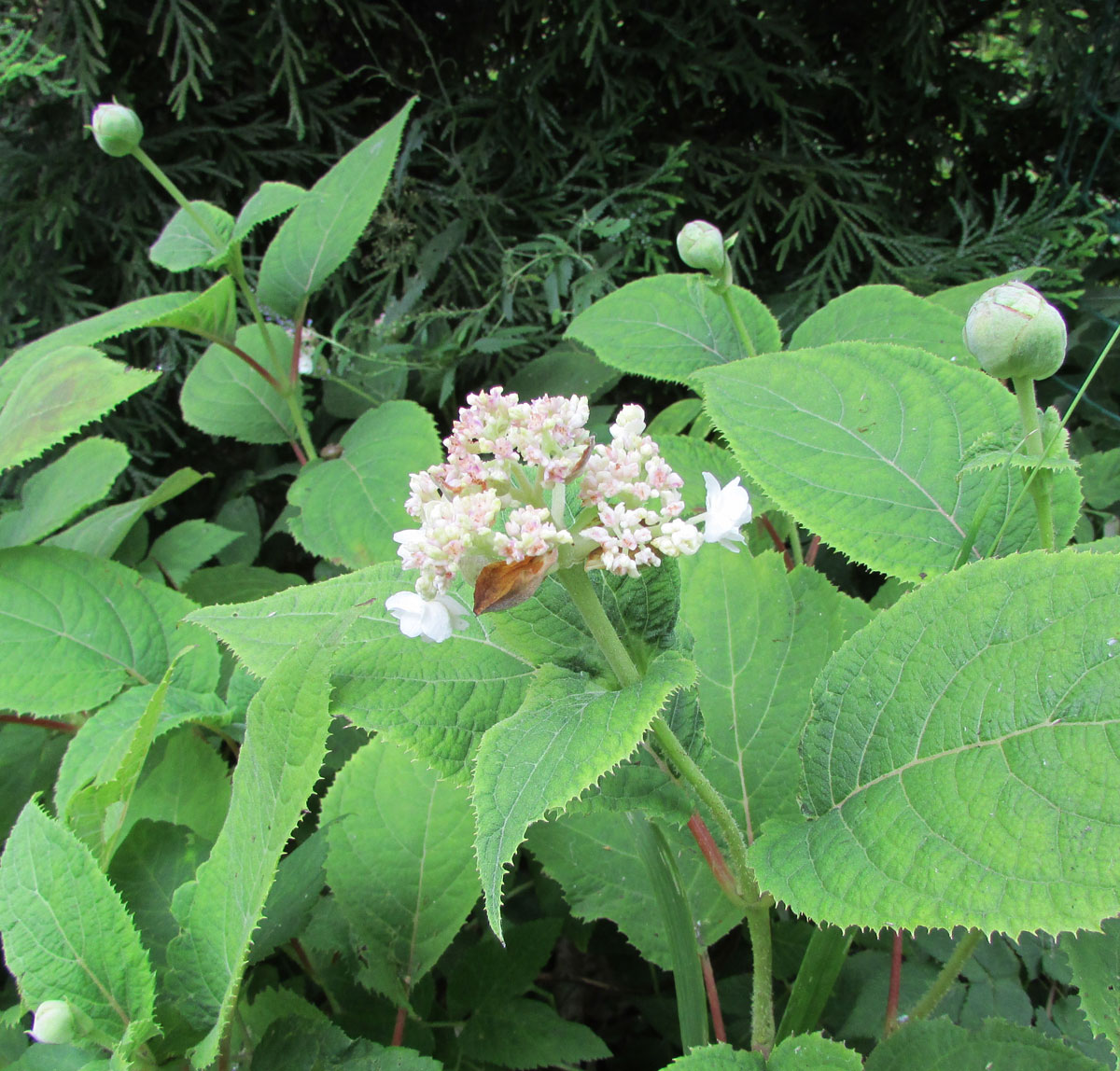 Изображение особи Hydrangea involucrata.