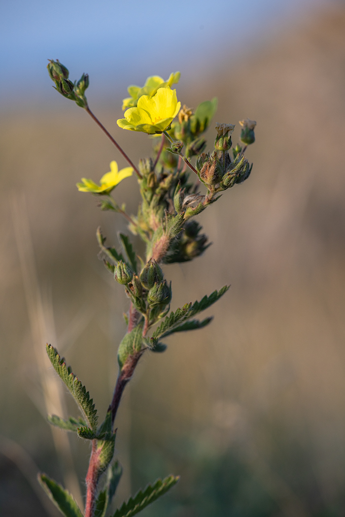 Изображение особи Potentilla recta.