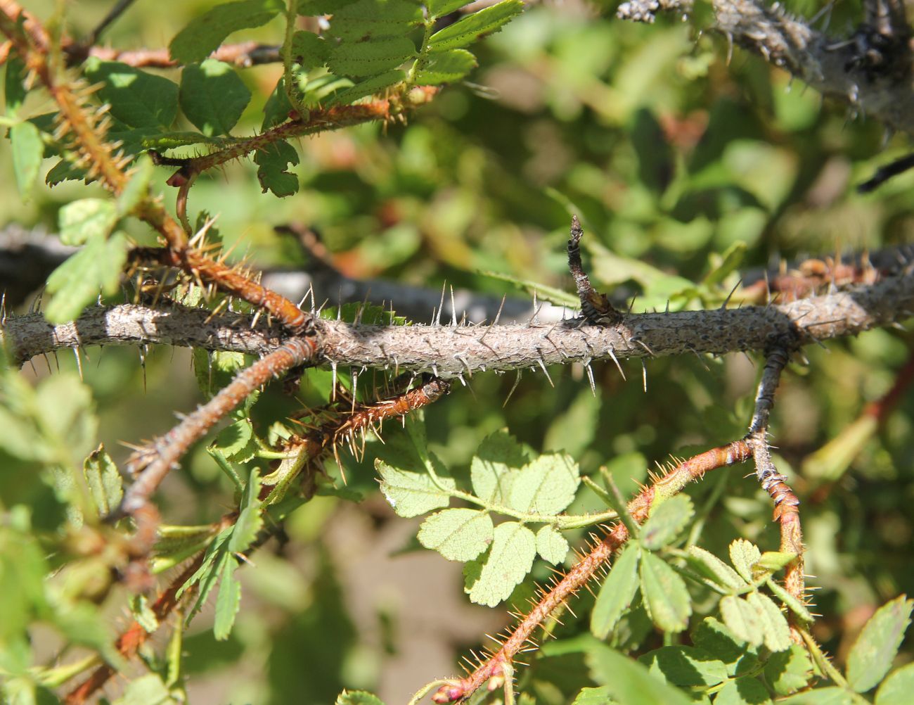 Image of Rosa spinosissima specimen.