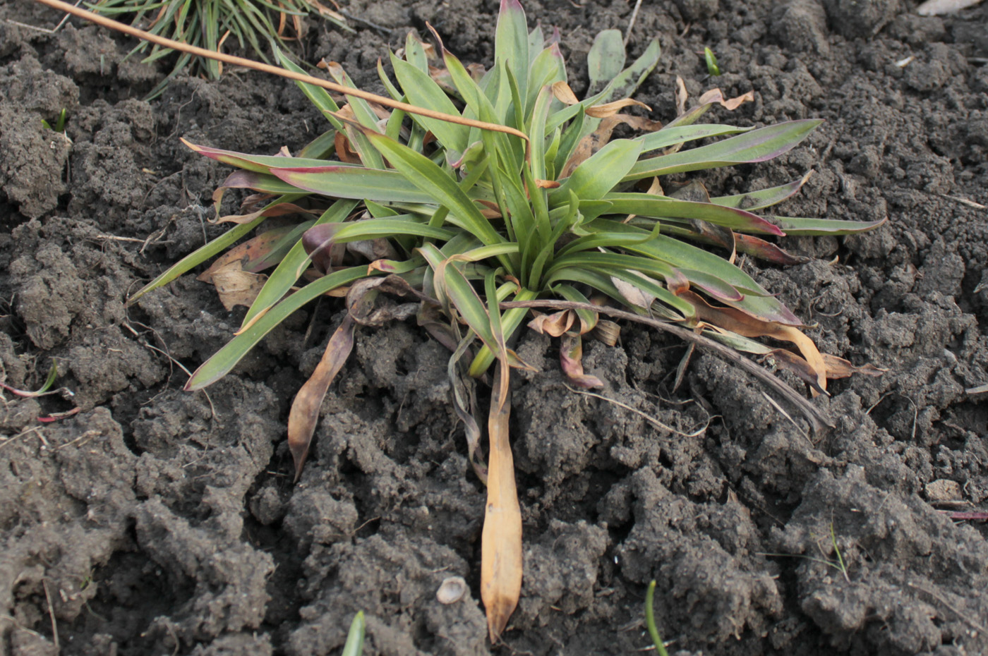 Image of Armeria pseudarmeria specimen.