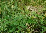 Angelica sylvestris