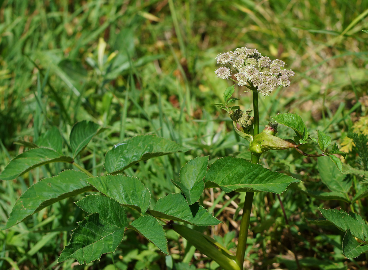 Изображение особи Angelica sylvestris.