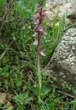 Anacamptis collina подвид fedtschenkoi. Цветущее растение. Азербайджан, Гобустанский заповедник. 10.04.2010.