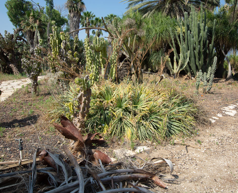 Изображение особи семейство Bromeliaceae.