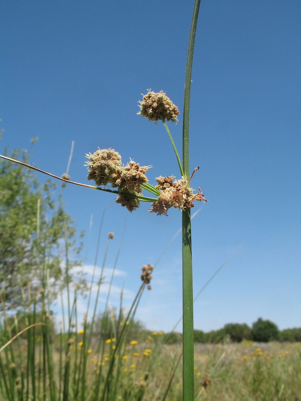 Изображение особи Scirpoides holoschoenus.