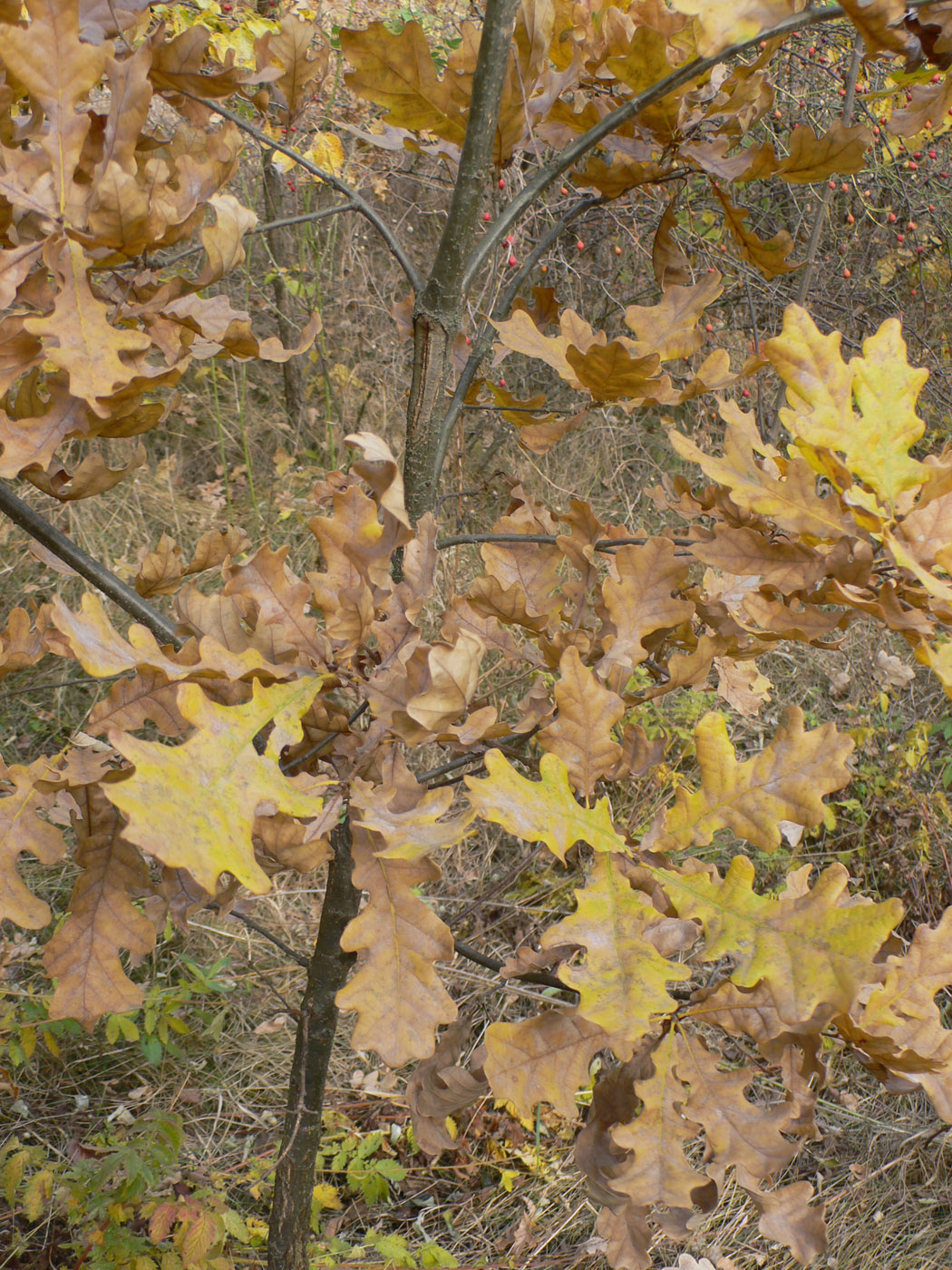 Image of Quercus robur specimen.