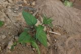 Scrophularia nodosa. Плодоносящее растение. Костромская обл., Кологривский р-н, левый берег реки Унжа напротив устья реки Вига, нижняя часть оползня. 5 сентября 2020 г.
