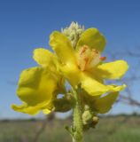 Image of taxon representative. Author is Татьяна Сова