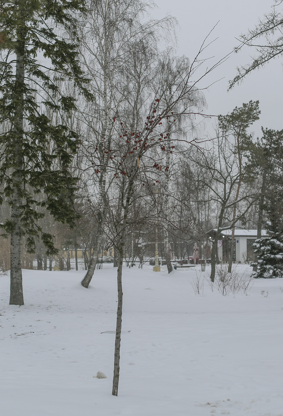 Изображение особи Malus &times; purpurea.