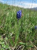 Muscari armeniacum