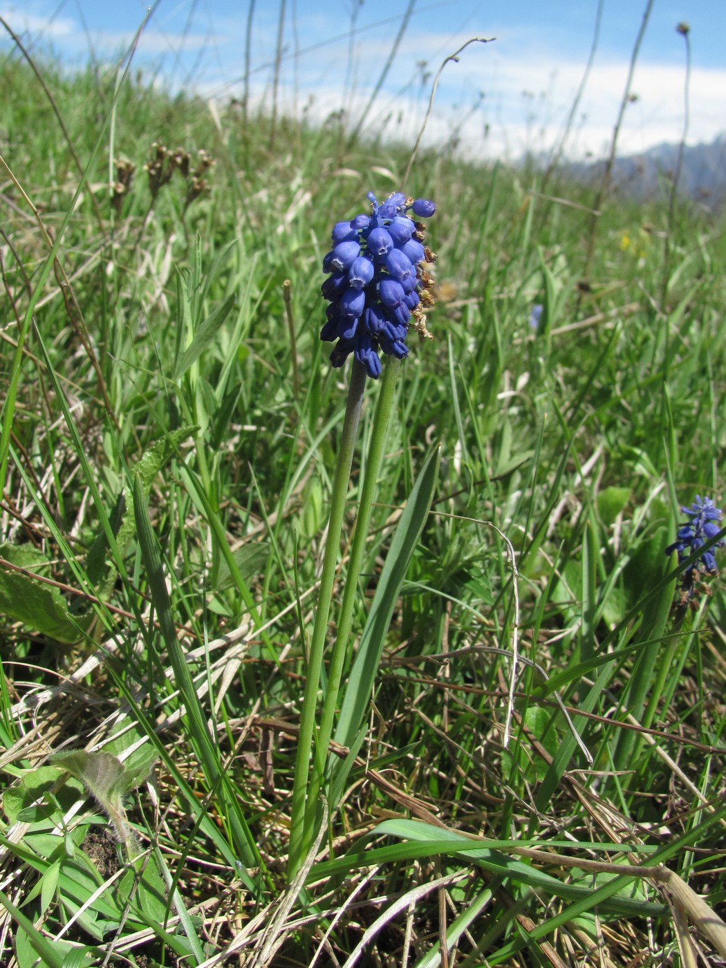 Image of Muscari armeniacum specimen.