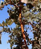 Eucalyptus cinerea. Стволик и часть кроны с плодами молодого деревца. Израиль, г. Арад, в городском озеленении. 02.02.2022.