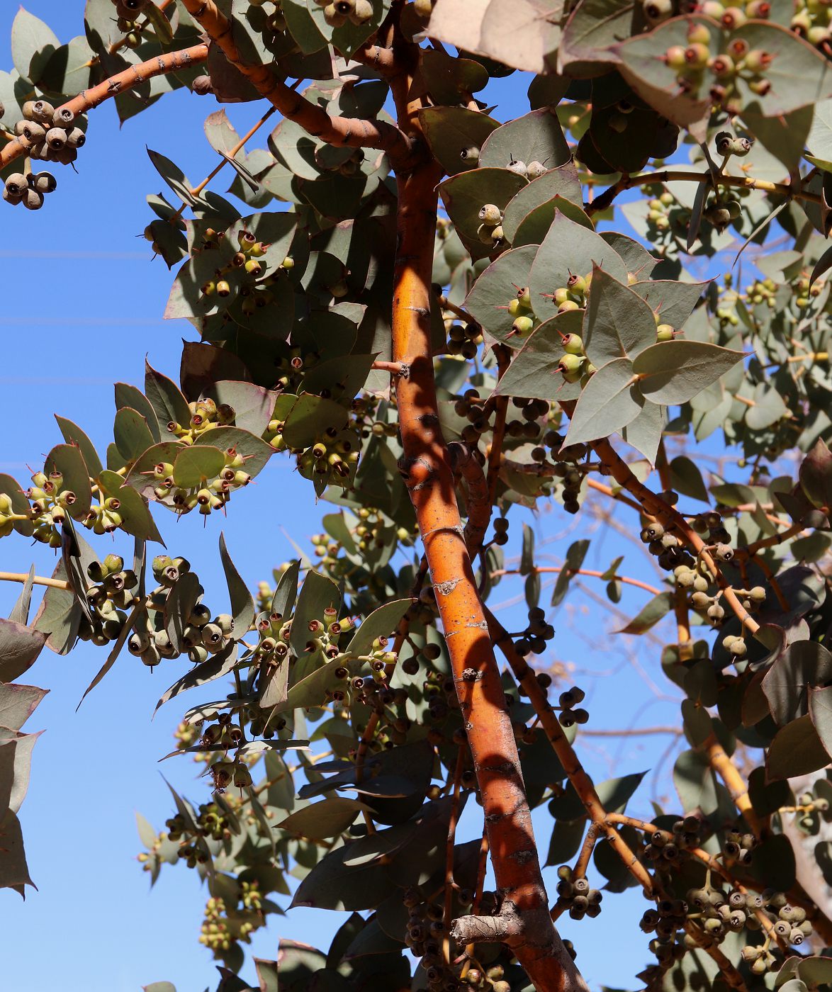 Изображение особи Eucalyptus cinerea.