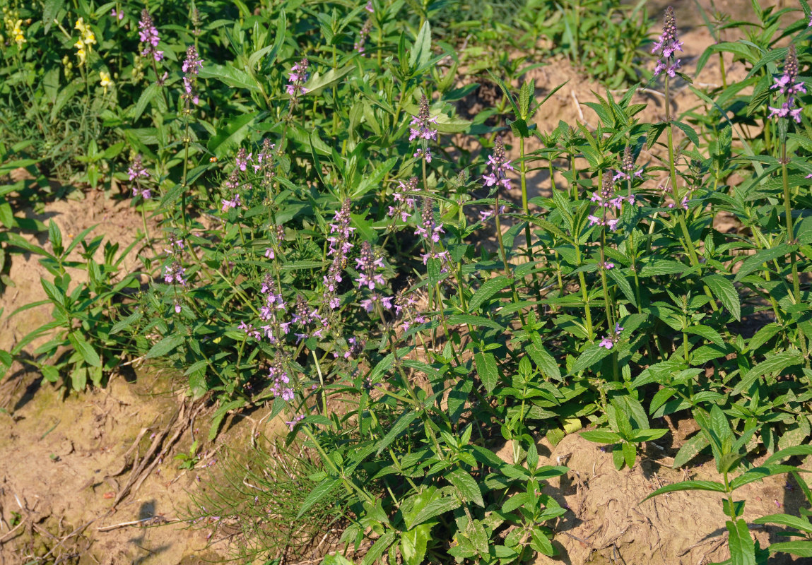 Изображение особи Stachys palustris.