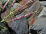 Cardamine bipinnata