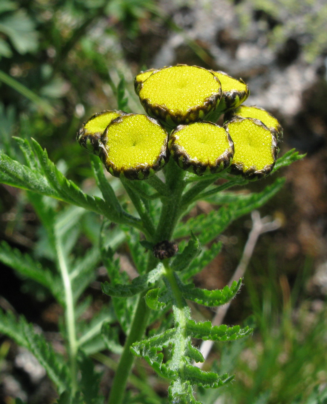 Image of Tanacetum boreale specimen.