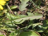 genus Taraxacum. Лист. Республика Алтай, Улаганский р-н, окраина с. Улаган, берег р. Башкаус, выс. ок. 1380 м н.у.м., луг. 6 августа 2020 г.