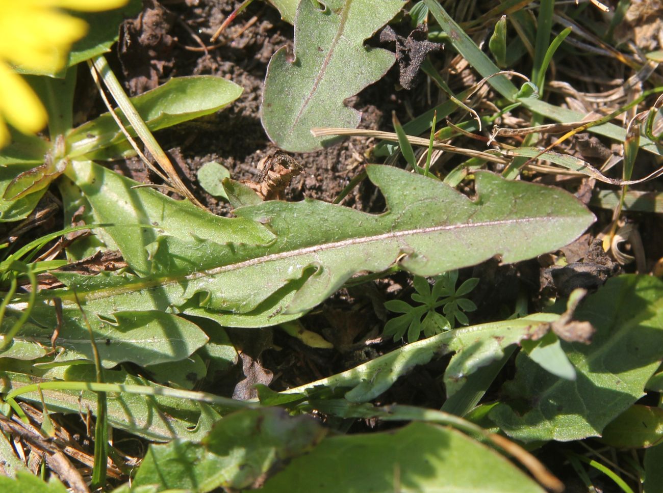 Изображение особи род Taraxacum.