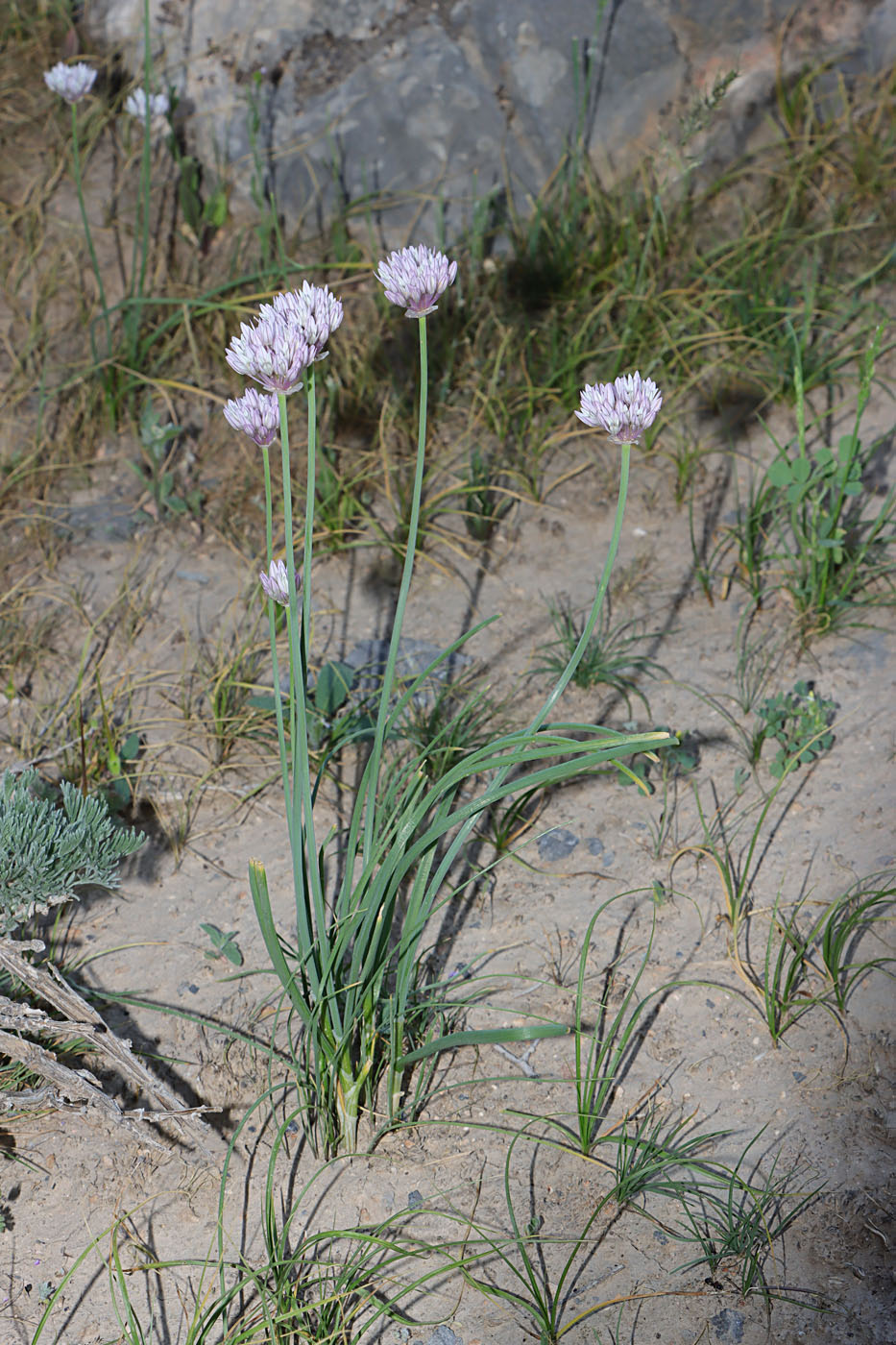 Image of Allium griffithianum specimen.