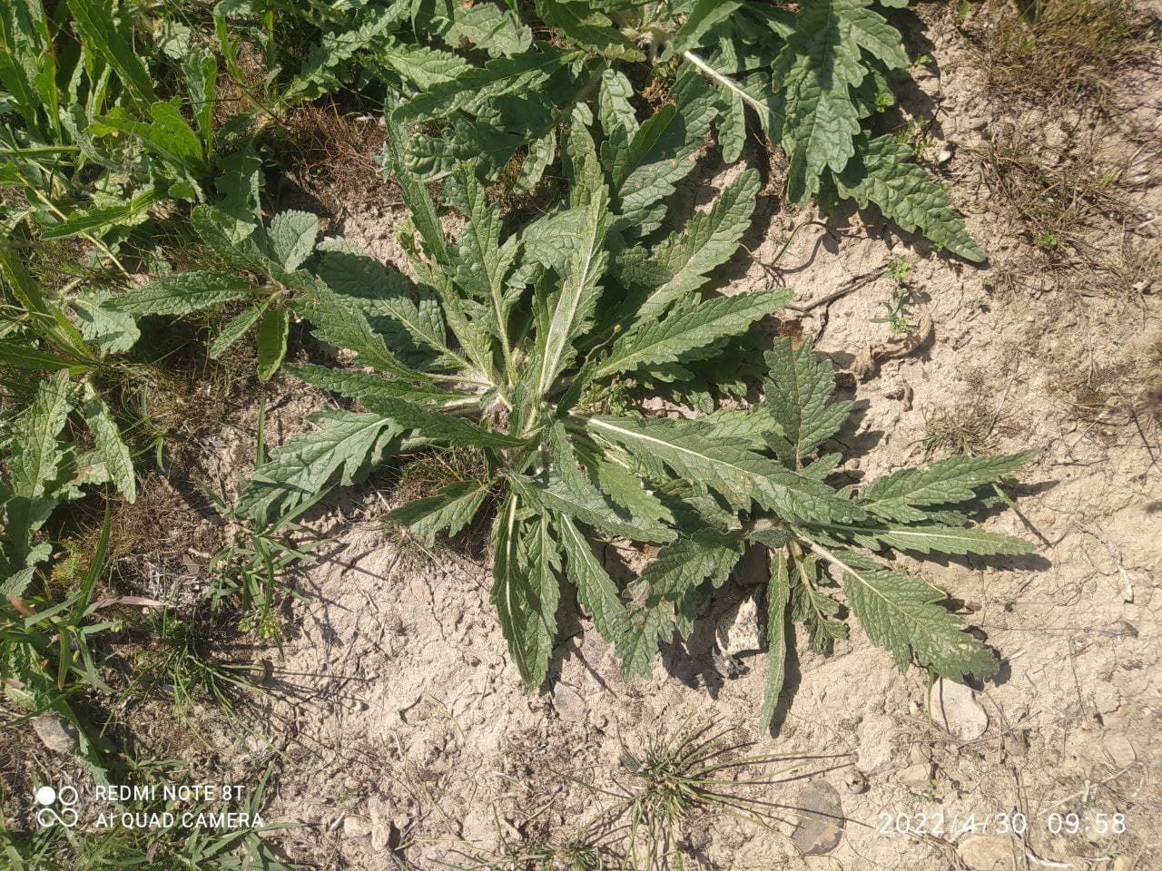 Image of Phlomoides kirghisorum specimen.