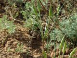 Gagea reticulata