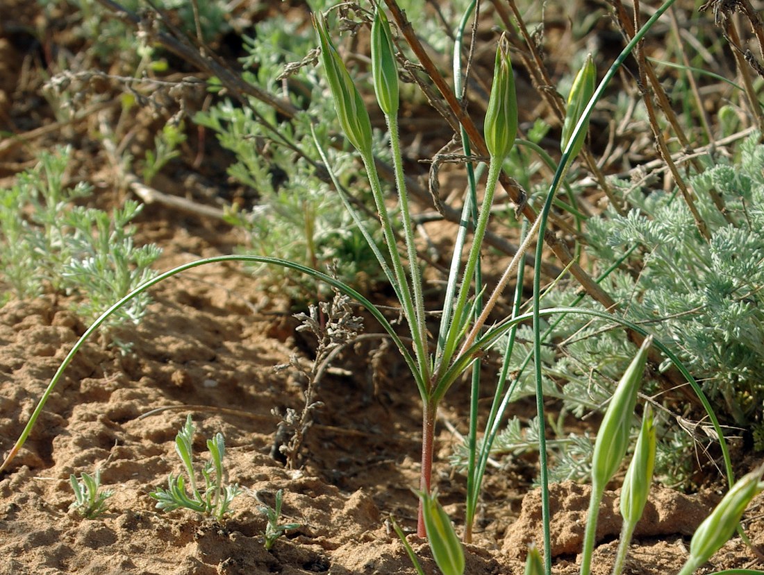 Image of Gagea reticulata specimen.