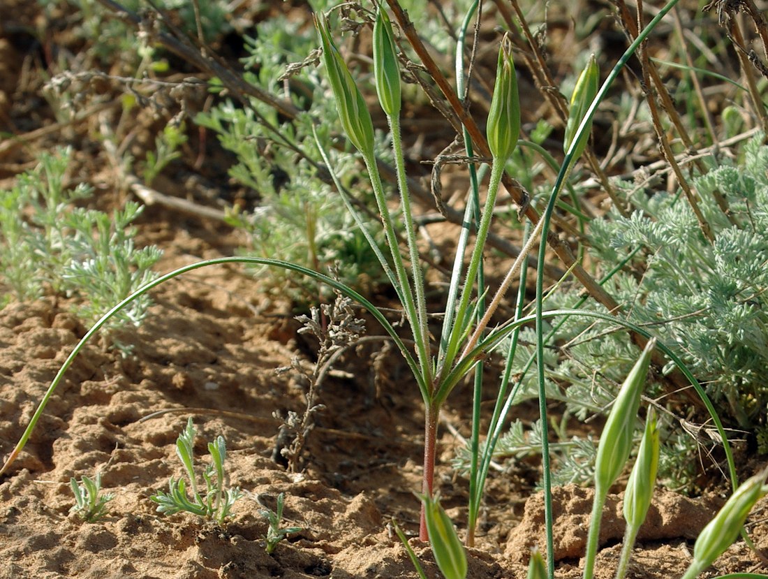 Изображение особи Gagea reticulata.