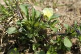 Viola arvensis
