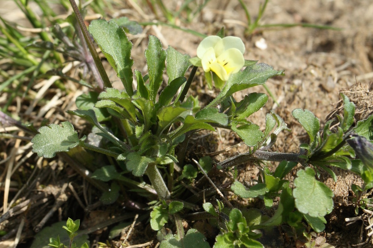 Изображение особи Viola arvensis.