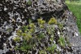 Pinus sylvestris subspecies hamata. Угнетённое растение. Республика Ингушетия, Джейрахский р-н, ур. Меллер, высота 1650 м н.у.м., на камне. 19.06.2022.