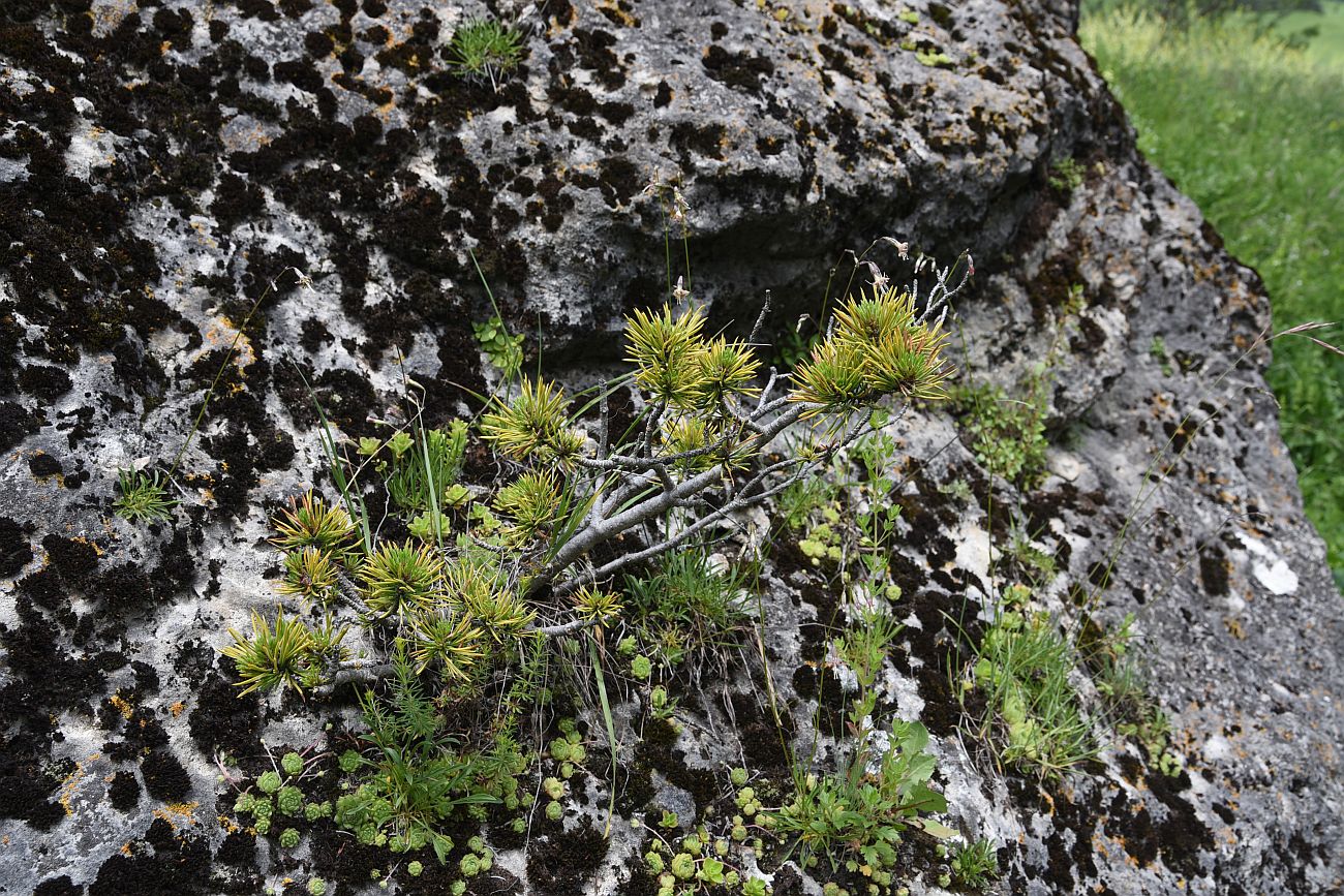 Изображение особи Pinus sylvestris ssp. hamata.