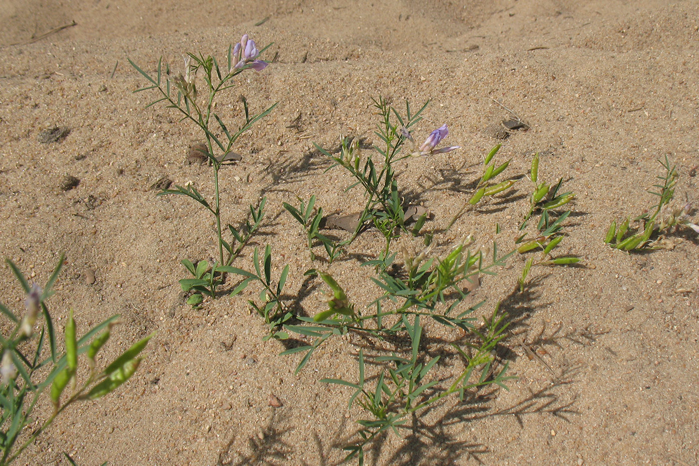 Изображение особи Astragalus arenarius.