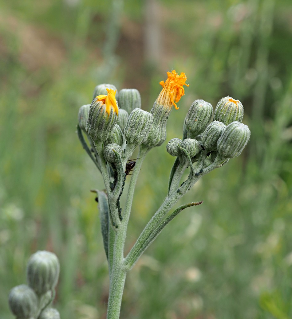 Image of genus Pilosella specimen.