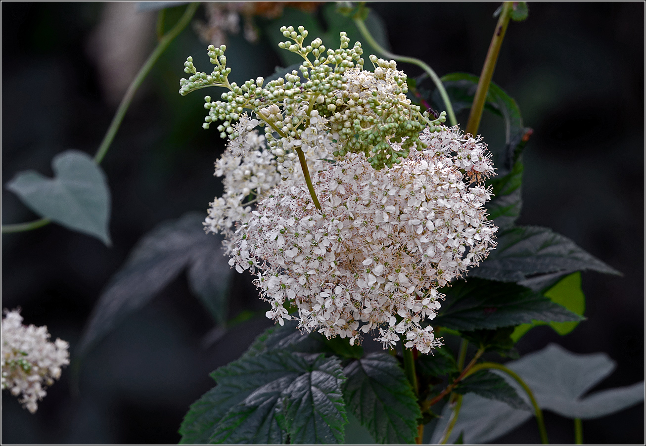 Изображение особи Filipendula ulmaria.