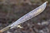 Chesneya ternata