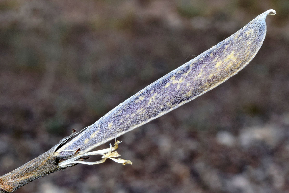 Image of Chesneya ternata specimen.
