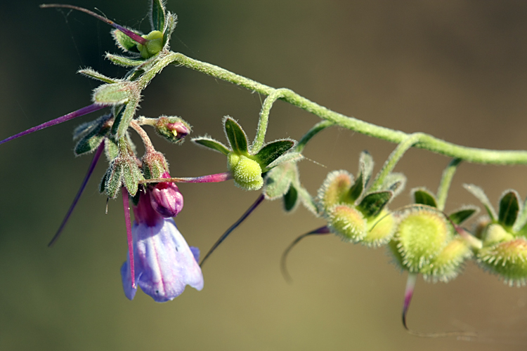 Изображение особи Lindelofia macrostyla.