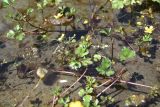 Ranunculus repens