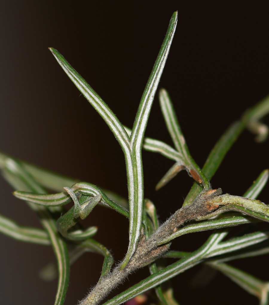 Изображение особи Grevillea pinaster.