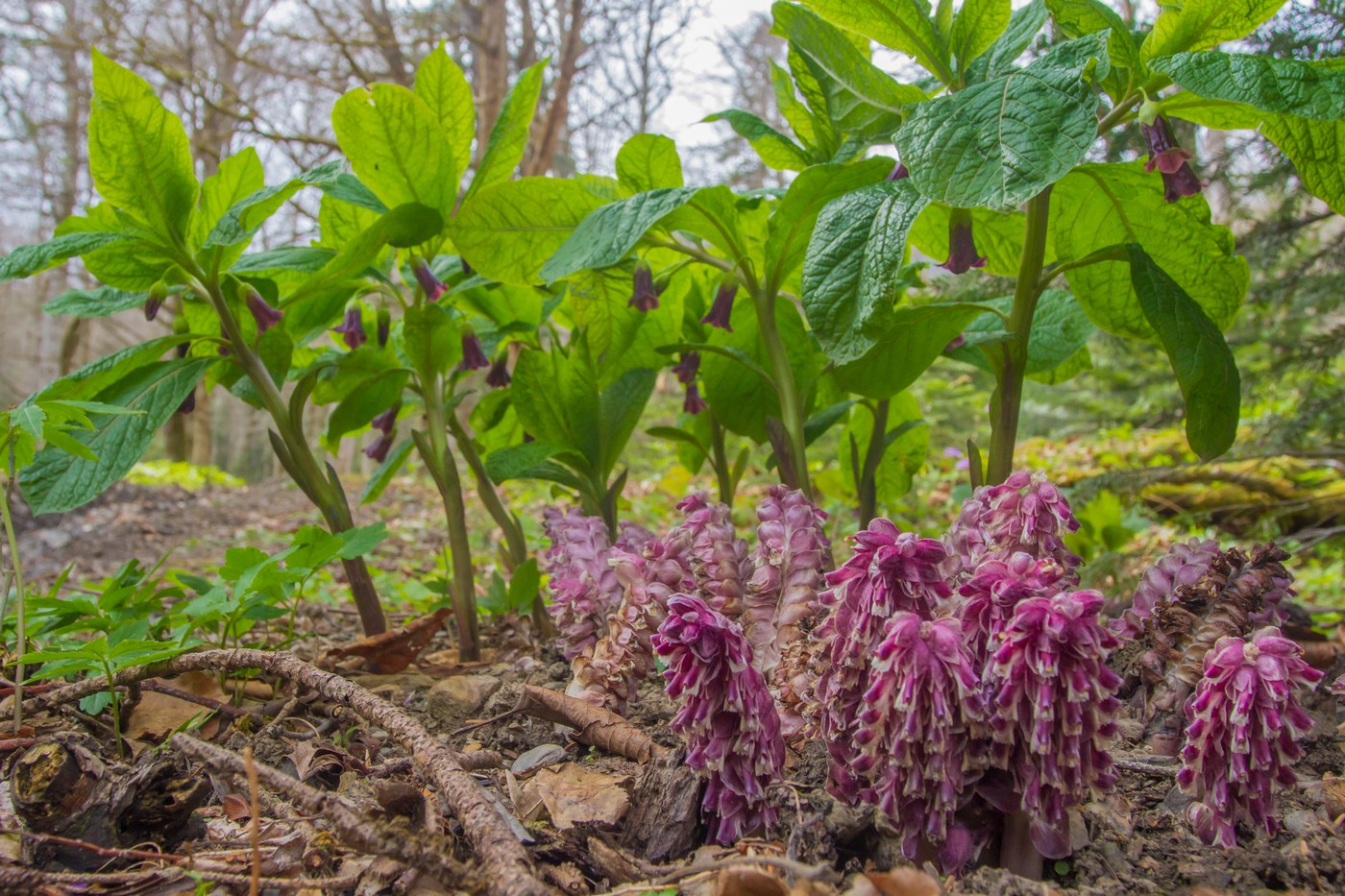 Изображение особи Lathraea squamaria.