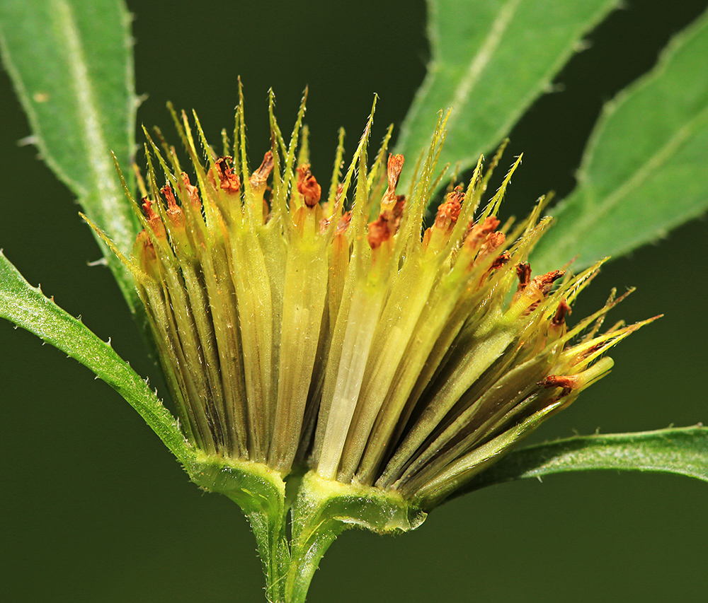 Изображение особи Bidens frondosa.