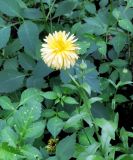 Calendula officinalis. Соцветие (махровый культивар) в цветнике с Dahlia sp. Камчатский край, Елизовский р-н, СНТ \"Мечта\", садовый участок, в культуре. 17.08.2022.