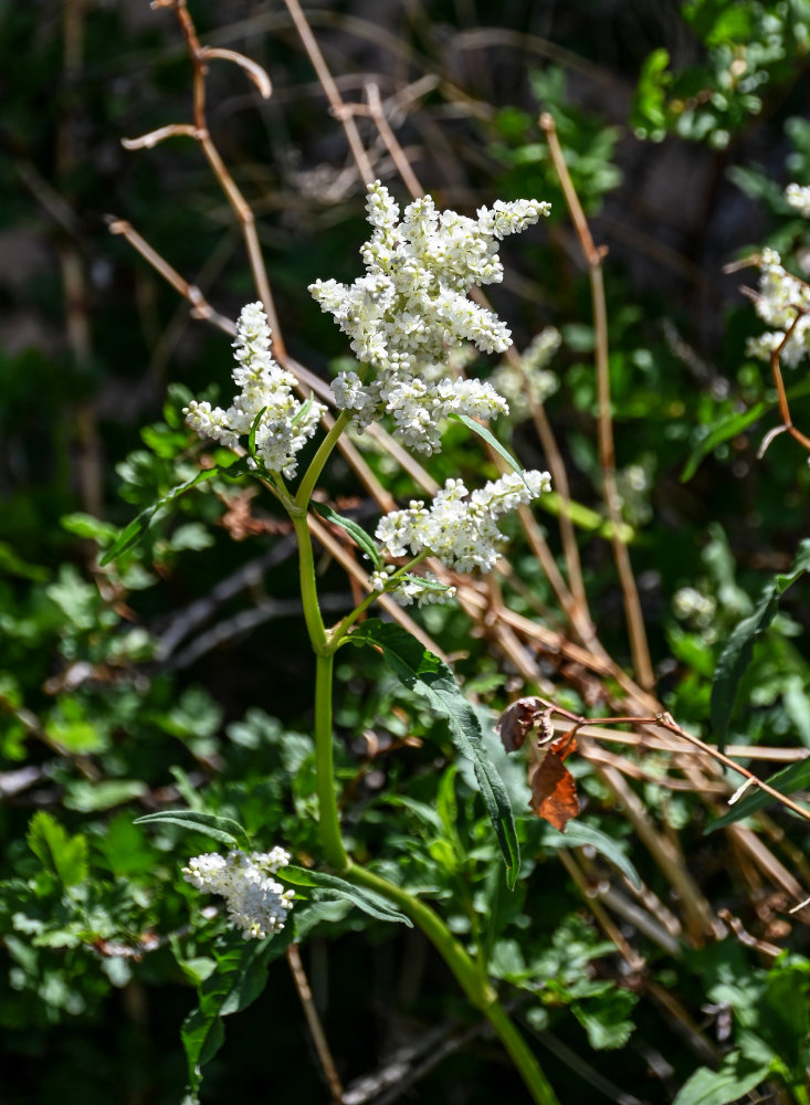 Изображение особи Aconogonon alpinum.